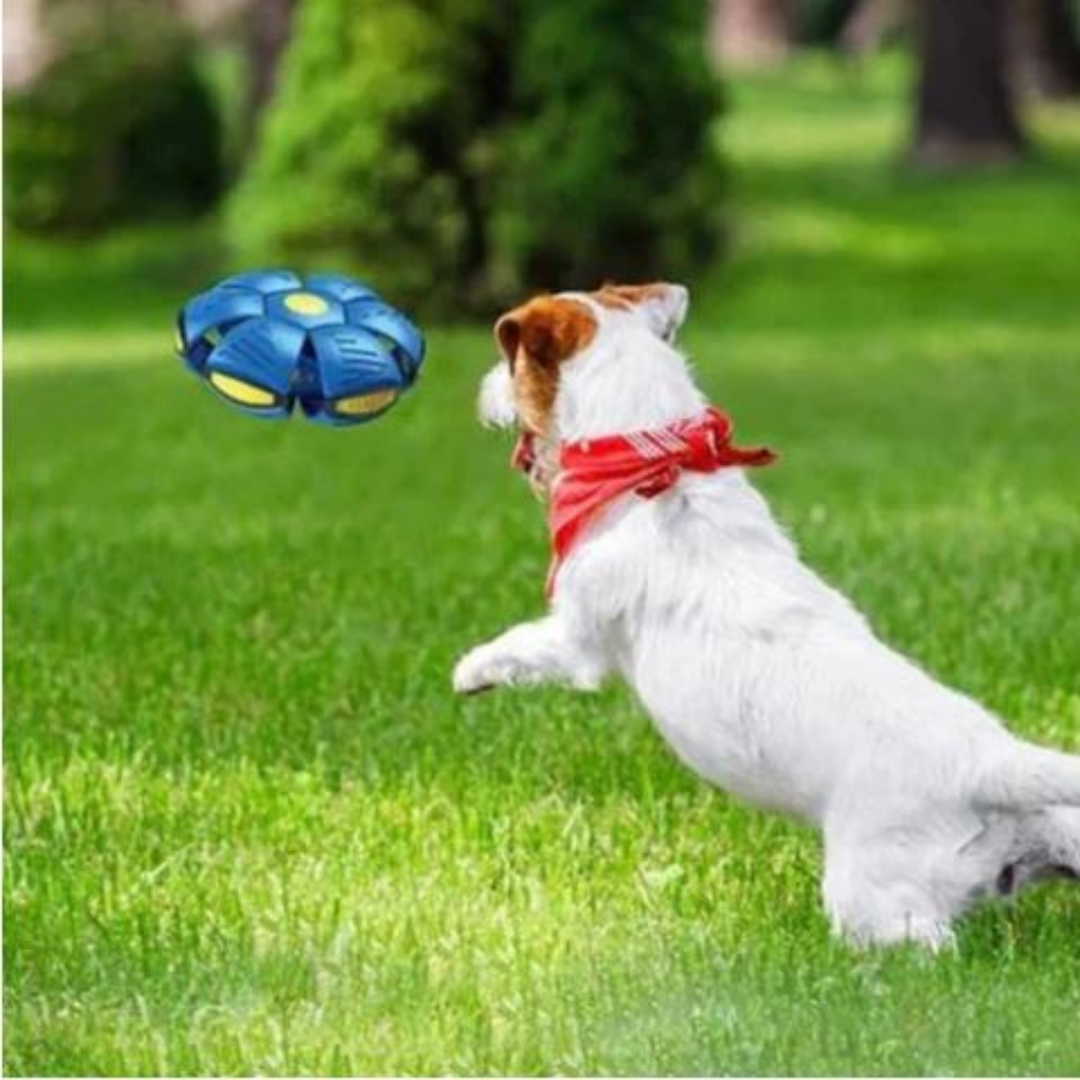 DogFri™ DiscBall 1+1 FREE - Doggy Disc Ball Pet Toy